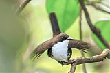 White-breasted Thrasher